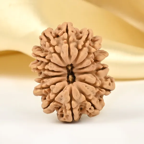 14_Mukhi_From_Nepal_Small_Cclxxxii