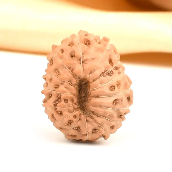 15_Mukhi_Java_Rudraksha_Bead_For_Emotional_Balance