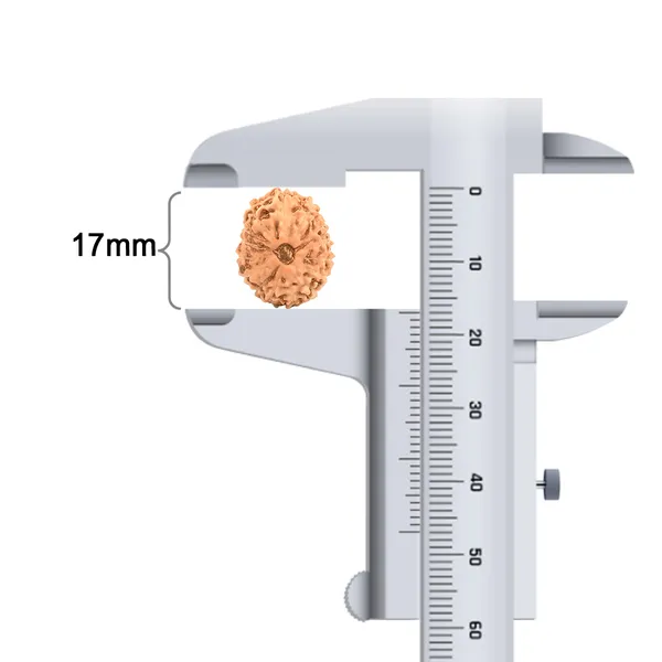 15_Mukhi_Java_Rudraksha_Bead_For_Emotional_Balance