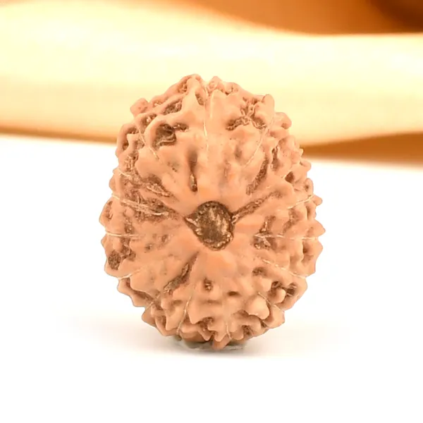 15_Mukhi_Java_Rudraksha_Bead_For_Emotional_Balance