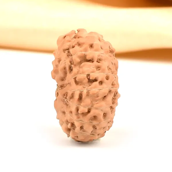 15_Mukhi_Java_Rudraksha_Bead_For_Emotional_Balance