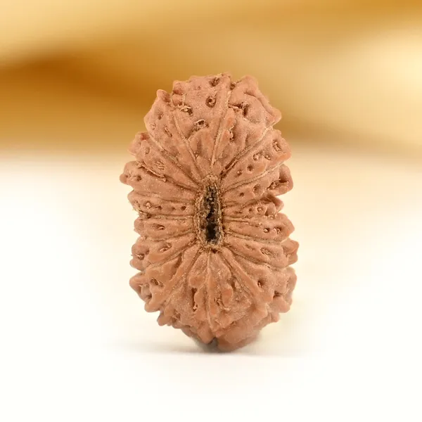 17_Mukhi_Rudraksha_Bead_From_Java_Indonesia