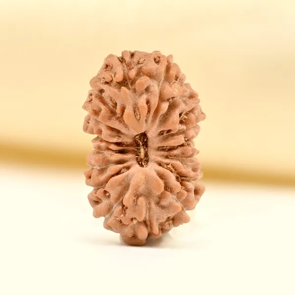 17_Mukhi_Rudraksha_Bead_From_Java_Indonesia