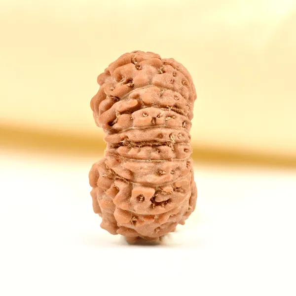17_Mukhi_Rudraksha_Bead_From_Java_Indonesia