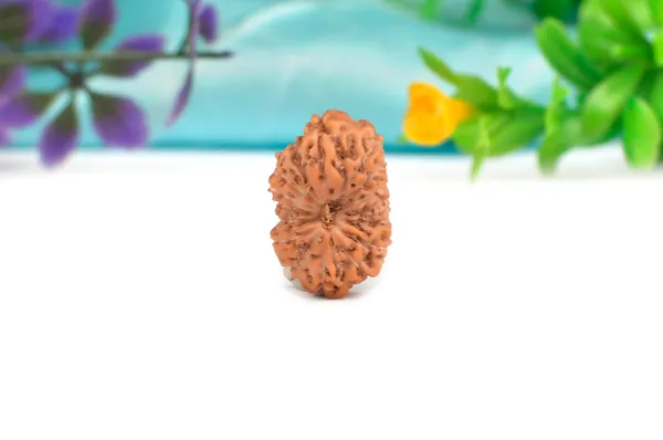 16_Mukhi_From_Java_Indonesia_Large_Xciv
