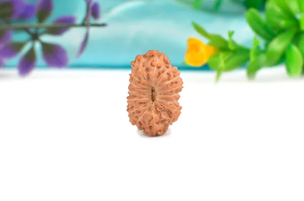16_Mukhi_From_Java_Indonesia_Large_Xciv
