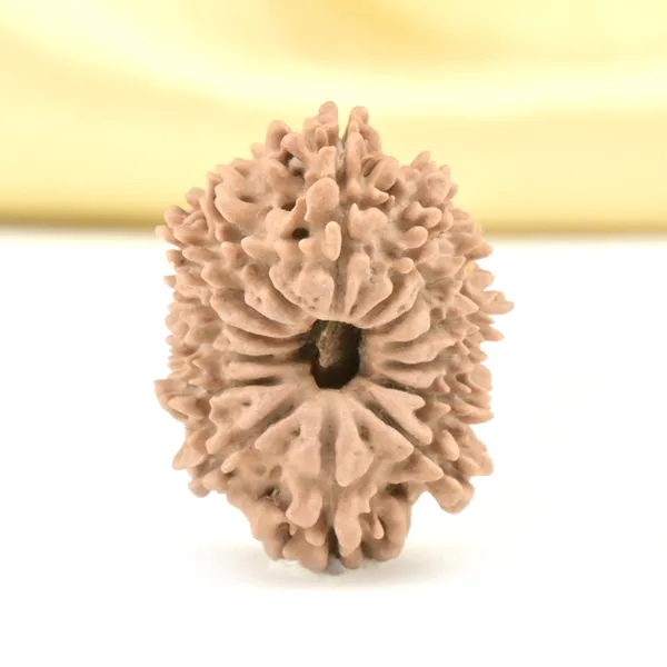 14_Mukhi_From_Nepal_Small_Cclviii