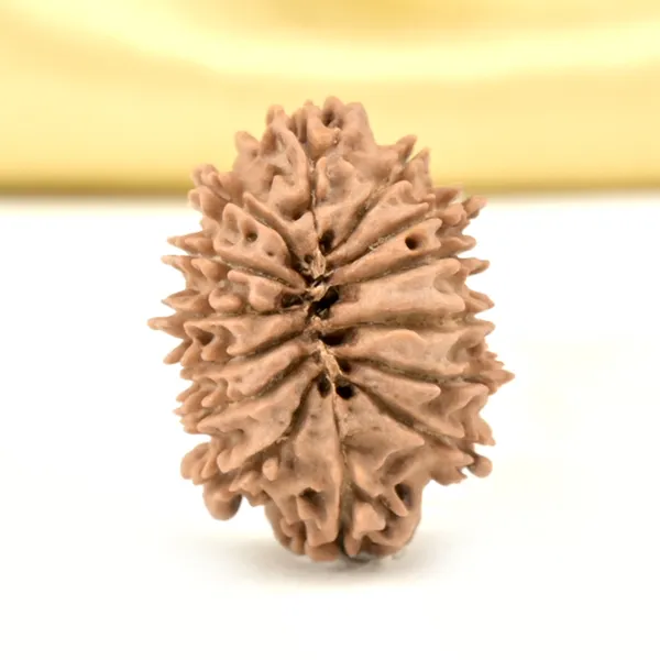 14_Mukhi_From_Nepal_Small_Cclviii