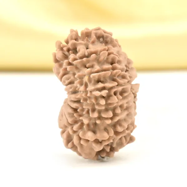 14_Mukhi_From_Nepal_Small_Cclviii