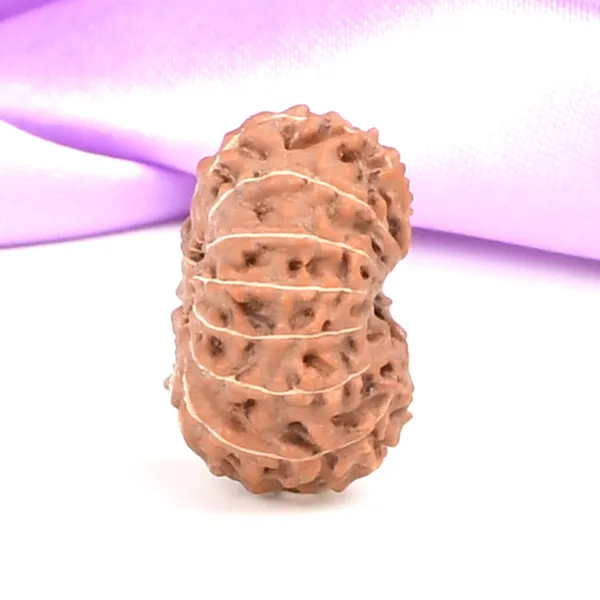 14_Mukhi_Rudraksha_Bead_Java_Indonesia