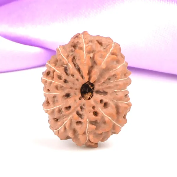 14_Mukhi_Rudraksha_Bead_Java_Indonesia