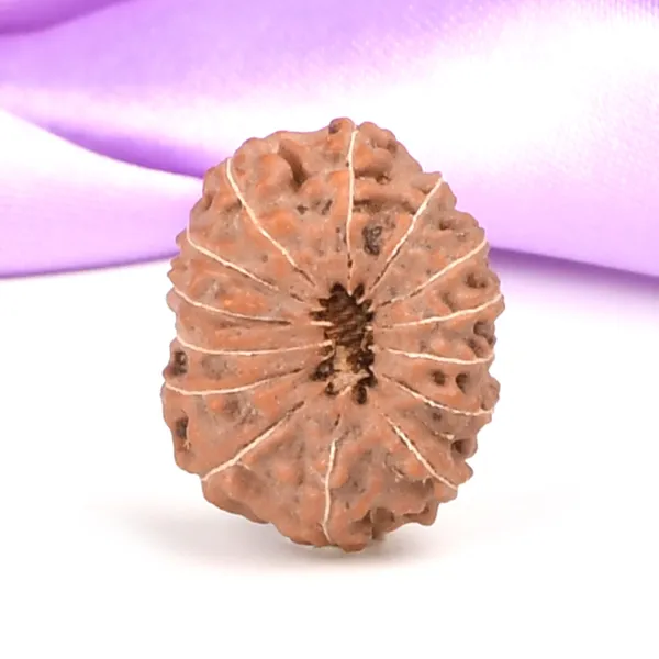 14_Mukhi_Rudraksha_Bead_Java_Indonesia