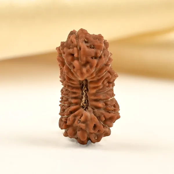 19_Mukhi_From_Java_Indonesia_Small_Clxxvi