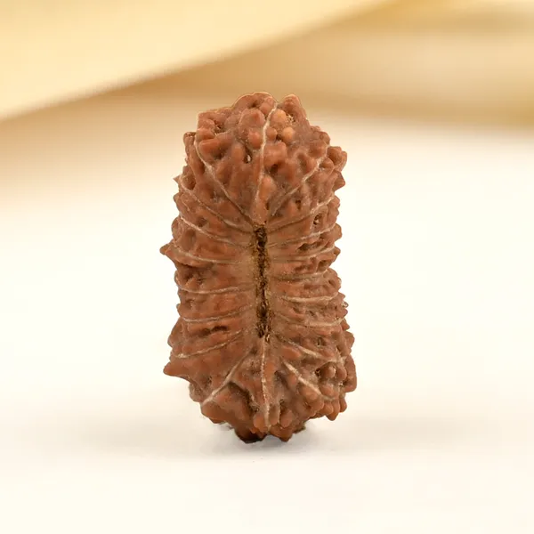 19_Mukhi_From_Java_Indonesia_Small_Clxxvi