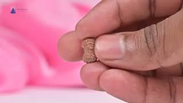 19_Mukhi_From_Java_Indonesia_Small_Clxxvi