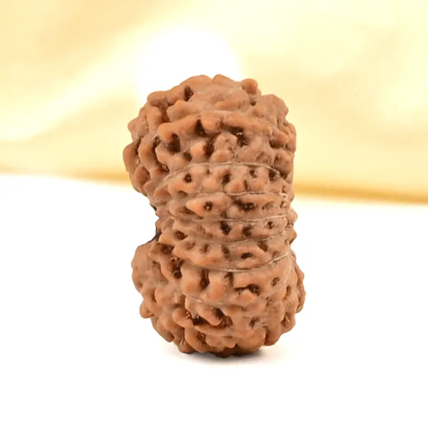 16_Mukhi_From_Java_Indonesia_Small_Clxviii