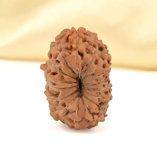 16_Mukhi_From_Java_Indonesia_Small_Clxviii