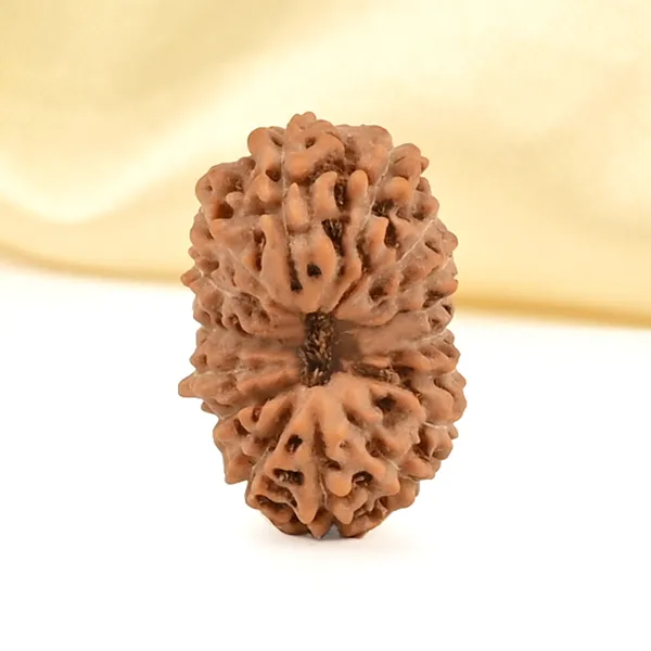 16_Mukhi_From_Java_Indonesia_Small_Clxviii