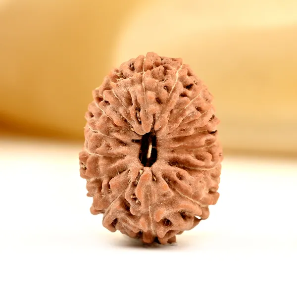 Techpandit_15_Mukhi_Rudraksha_Bead_Indonesia
