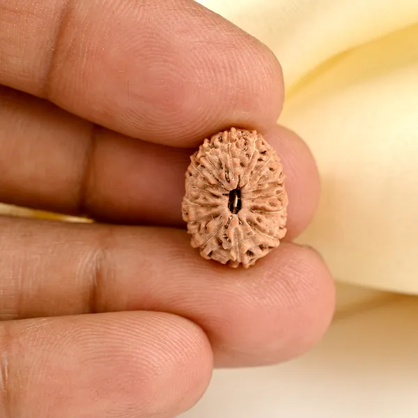 Techpandit_15_Mukhi_Rudraksha_Bead_Indonesia
