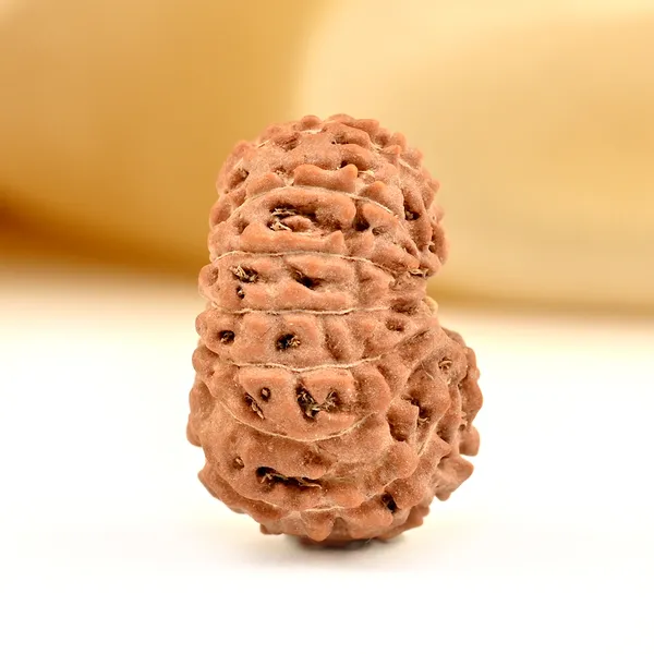 Techpandit_15_Mukhi_Rudraksha_Bead_Indonesia