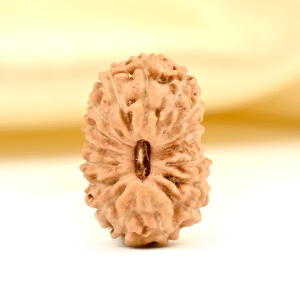 Techpandit_17_Mukhi_Rudraksha_Bead_From_Indonesia