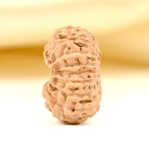 Techpandit_17_Mukhi_Rudraksha_Bead_From_Indonesia