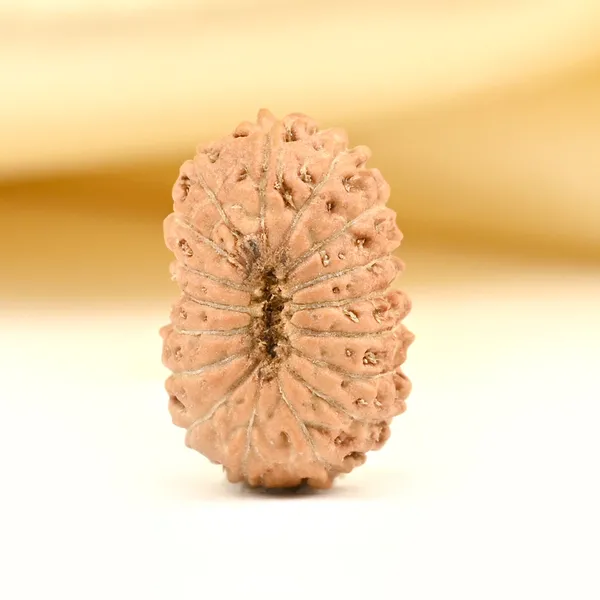 Techpandit_17_Mukhi_Rudraksha_Bead_From_Indonesia