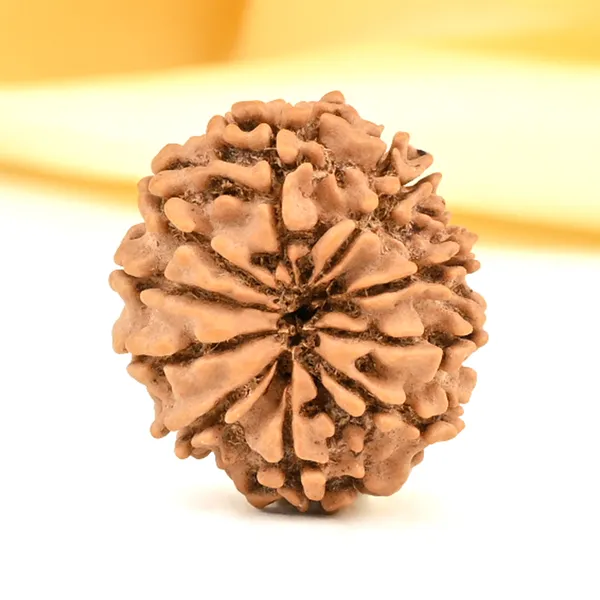 10_Mukhi_From_Nepal_Small_Cdx