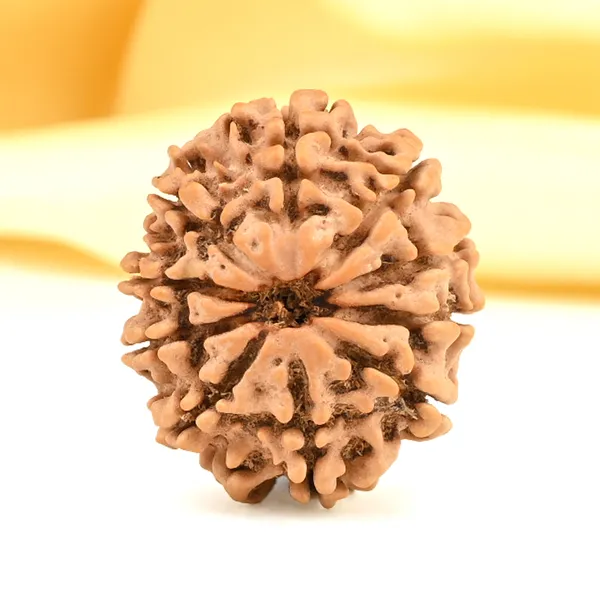 10_Mukhi_From_Nepal_Small_Cdx