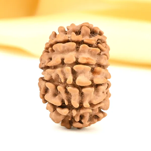 10_Mukhi_From_Nepal_Small_Cdx