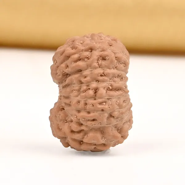 15_Mukhi_From_Java_Indonesia_Small_Cclxiii