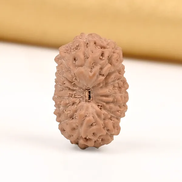 15_Mukhi_From_Java_Indonesia_Small_Cclxiii