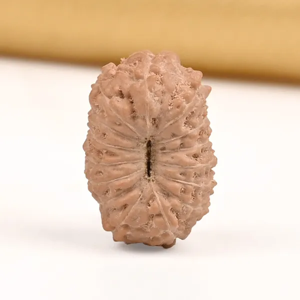 15_Mukhi_From_Java_Indonesia_Small_Cclxiii