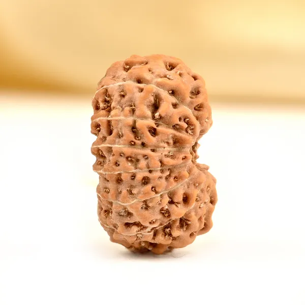 15_Mukhi_From_Java_Indonesia_Small_Cclxxxv