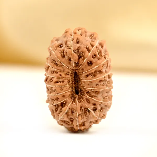 15_Mukhi_From_Java_Indonesia_Small_Cclxxxv