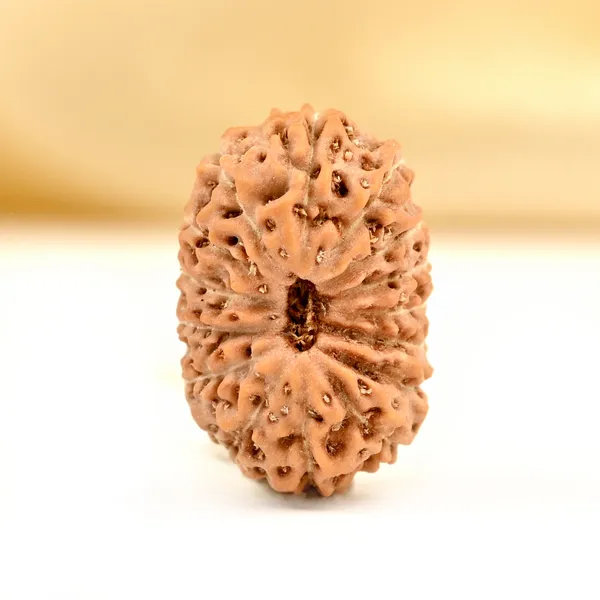 15_Mukhi_From_Java_Indonesia_Small_Cclxxxv