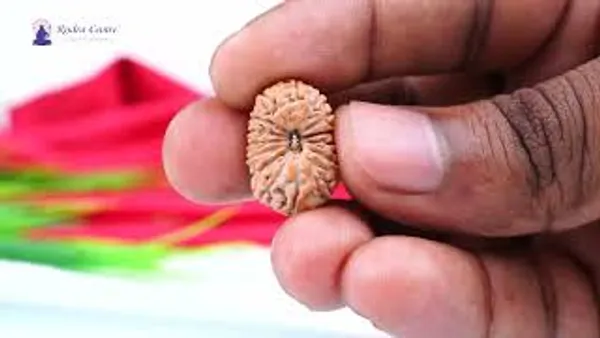 15_Mukhi_From_Java_Indonesia_Large_Cxi