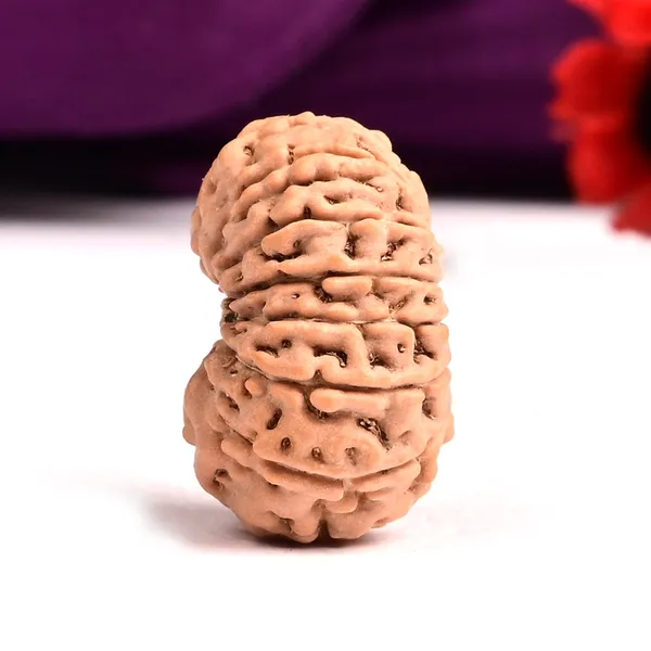 15_Mukhi_From_Java_Indonesia_Large_Cxi