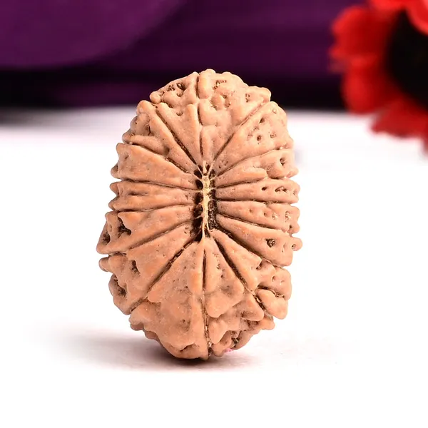 15_Mukhi_From_Java_Indonesia_Large_Cxi