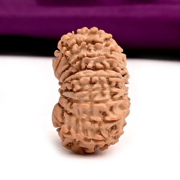 16_Mukhi_From_Nepal_Small_Xii