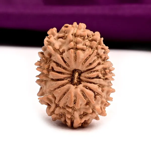 16_Mukhi_From_Nepal_Small_Xii