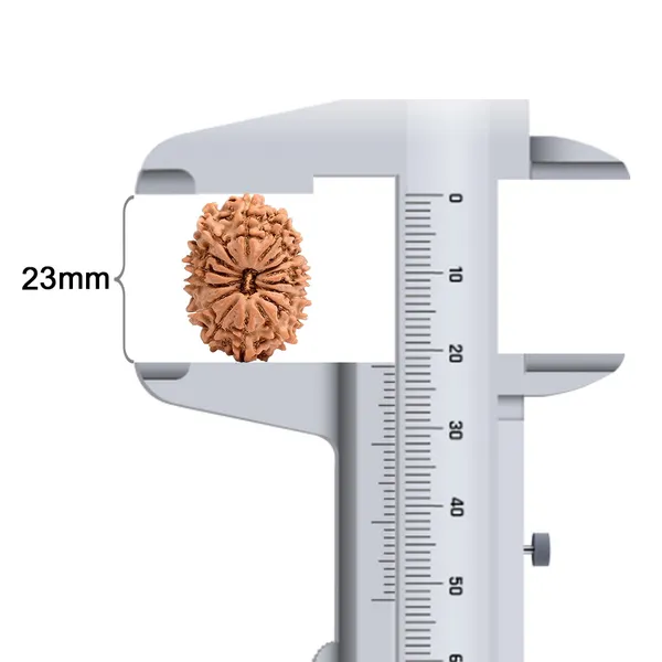 16_Mukhi_From_Nepal_Small_Xii
