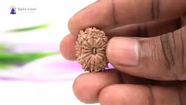 16_Mukhi_From_Nepal_Small_Xii
