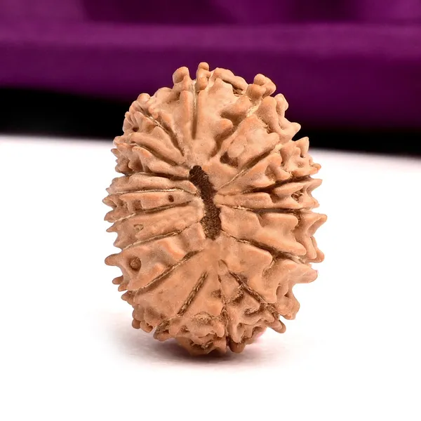 16_Mukhi_From_Nepal_Small_Xii