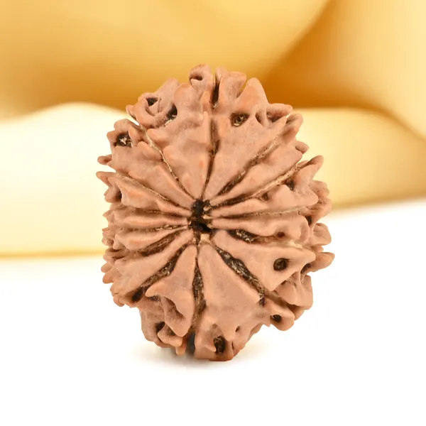 13_Mukhi_From_Nepal_Small_Cccxcviii