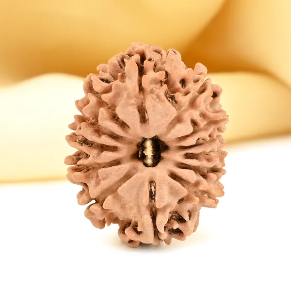 13_Mukhi_From_Nepal_Small_Cccxcviii