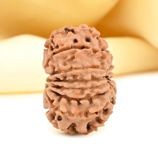 13_Mukhi_From_Nepal_Small_Cccxcviii