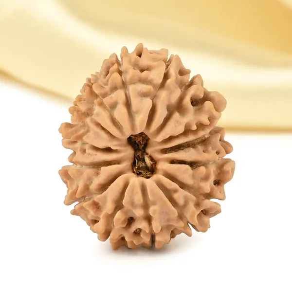 15_Mukhi_From_Nepal_Tiny_Vi