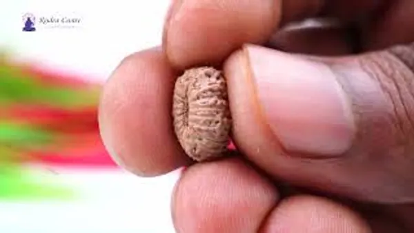 18_Mukhi_From_Java_Indonesia_Small_Clxxv